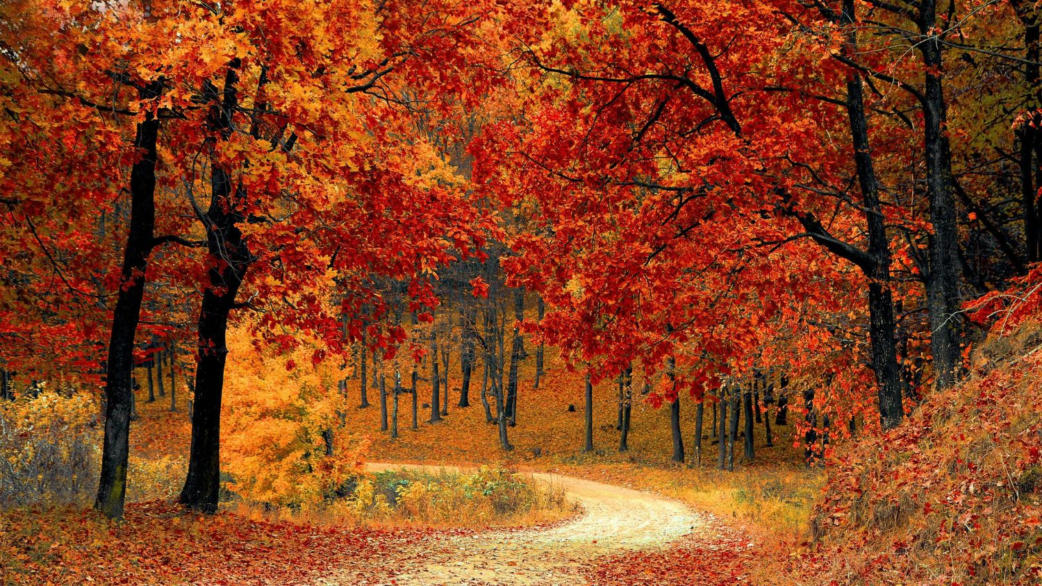 Autumn Walks: Staying Dry on Your Seasonal Strolls